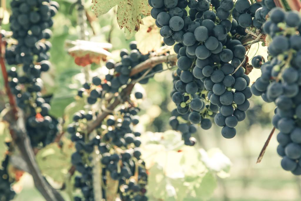 Cabernet Sauvignon: Exploring its richness and Complexity.