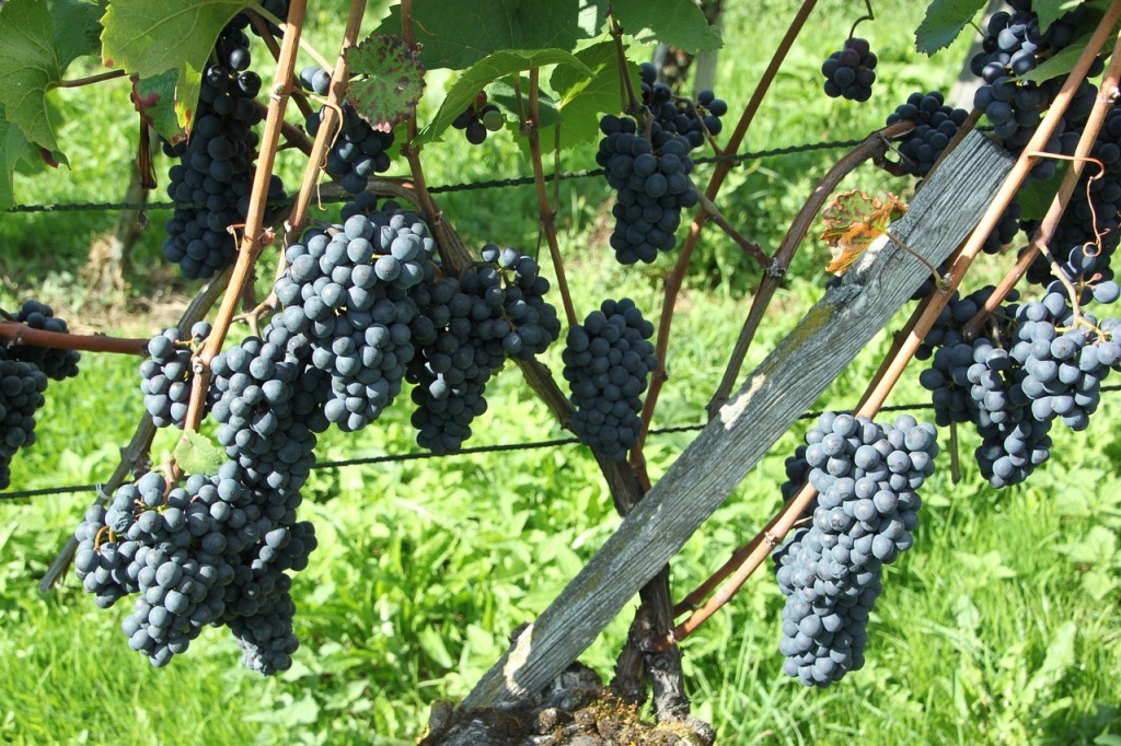 Pinot Noir: Discovering the Unique Flavours of this Elegant Wine